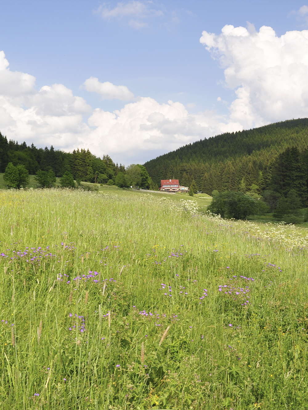 Gruppenhaus Kanzlersgrund im Thüringer Wald