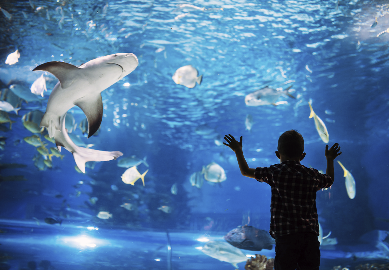 Webseite_meeresaquarium_2 Symbolbild Meeresaquarium Zella-Mehlis